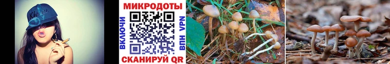 Галлюциногенные грибы Psilocybe Благовещенск